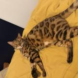 Picture of cat lost at La Ravoire