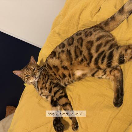 Photo 1/1 Alpin Chat lost in La ravoire