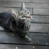 Picture of cat found at Pessac