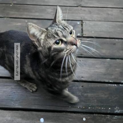 Photo 1/1 Found cat Found in Pessac