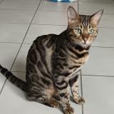 Picture of cat lost at Vif