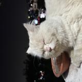 Picture of cat found at Lucknow