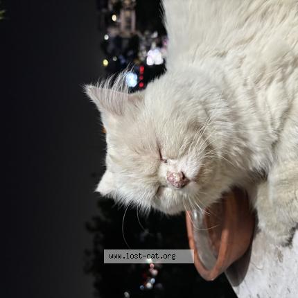 Photo 1/1 Found cat Found in Lucknow