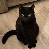 Picture of cat lost at Echillais