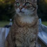 Picture of cat lost at Montagnat