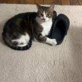 Picture of cat lost at Le Raincy