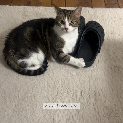 Photo 1/1 Katarina Chat lost in Le raincy