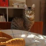 Picture of cat lost at Angouleme
