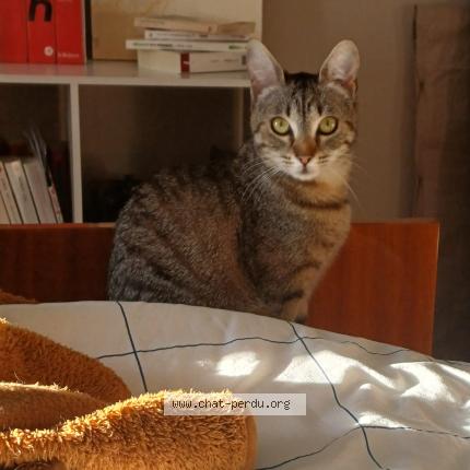 Photo 1/1 Sassu Chat lost in Angouleme