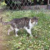 Picture of cat found at Garches