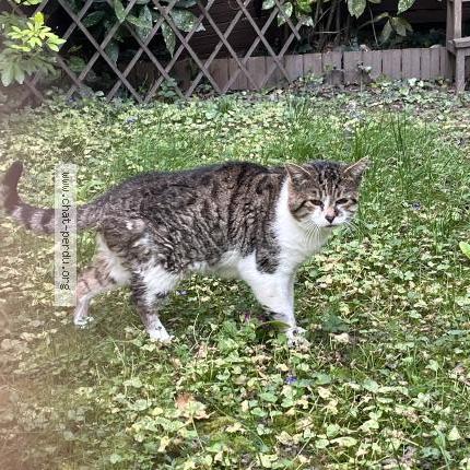 Photo 1/3 Found cat Found in Garches