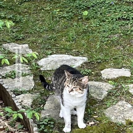 Photo 2/3 Found cat Found in Garches