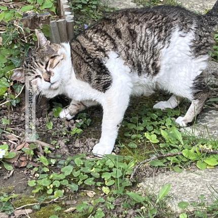 Photo 3/3 Found cat Found in Garches