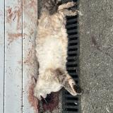 Picture of cat found at Montussan