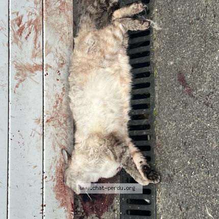 Photo 1/1 Found cat Found in Montussan