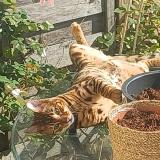 Picture of cat lost at Argenteuil