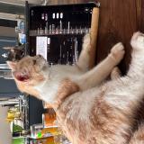 Picture of cat lost at Montigny En Ostrevent