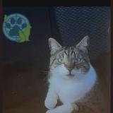 Picture of cat lost at Charny