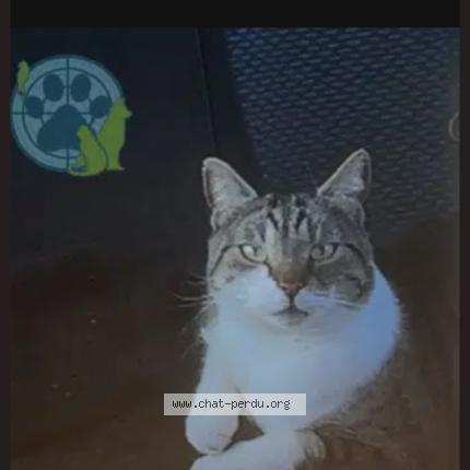 Photo 1/1 Blue Chat lost in Charny