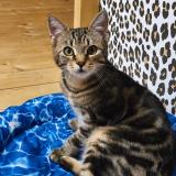 Picture of cat lost at Isneauville