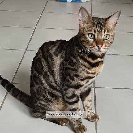 Photo 1/1 Uska Chat lost in Vif