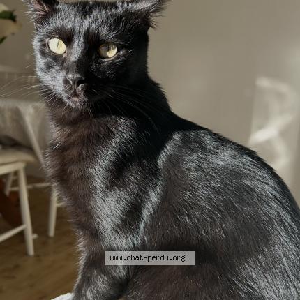 Foto 1/1 Misty Kat vermist in Saint Ghislain