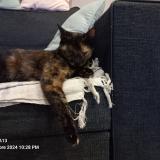 Picture of cat lost at Tonnay Charente