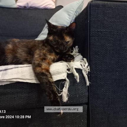 Photo 1/1 Babouche Chat lost in Tonnay charente