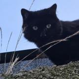 Picture of cat lost at Fontaine