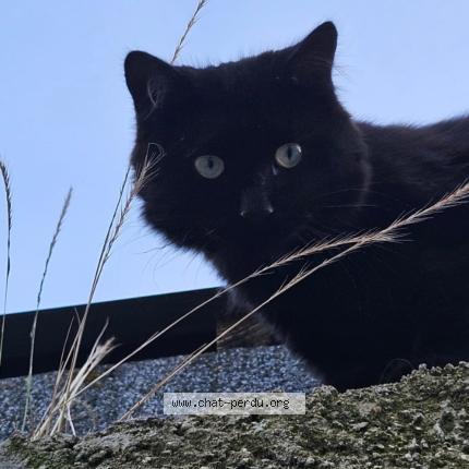 Photo 1/1 Pepsi Chat lost in Fontaine