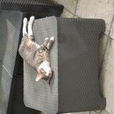 Picture of cat found at Saint Brice Sous Foret