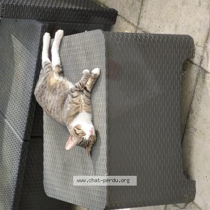 Photo 1/2 Found cat Found in Saint brice sous foret