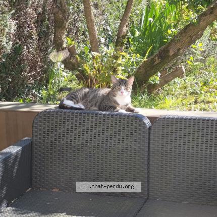 Photo 2/2 Found cat Found in Saint brice sous foret