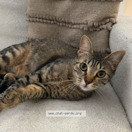 Photo 1/1 Mimi Chat lost in Bron