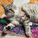 Picture of cat lost at Bobigny