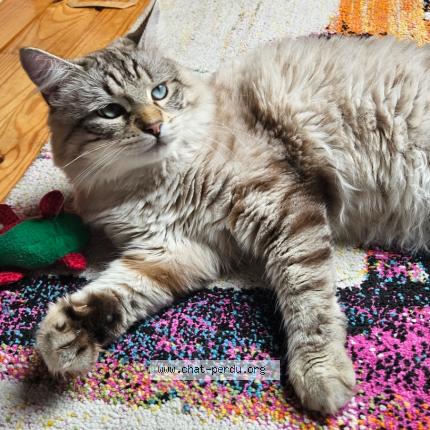 Photo 1/1 Aaron Chat lost in Bobigny