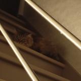 Picture of cat found at Jumel