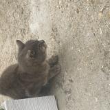 Picture of cat found at Villeveque