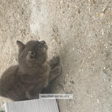 Photo 1/1 Found cat Found in Villeveque