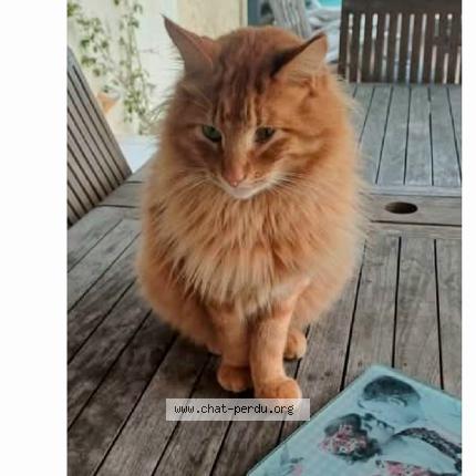 Photo 1/1 Winch Chat lost in Saleilles