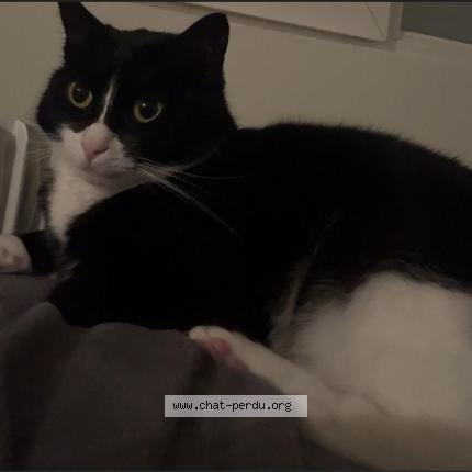 Photo 1/1 Bich bich Chat lost in Bordeaux