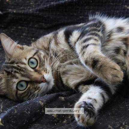 Photo 1/1 Koshka Chat lost in Bron