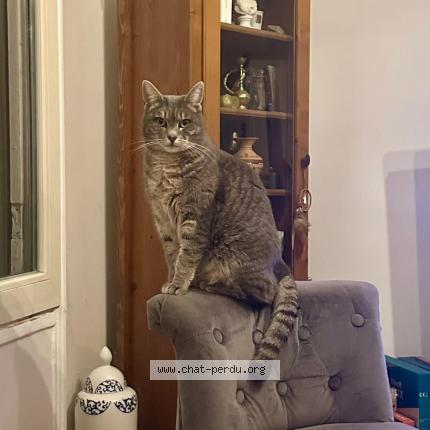 Photo 1/1 Mirabelle Chat lost in Carrieres sur seine