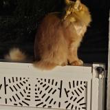 Picture of cat lost at Palaiseau