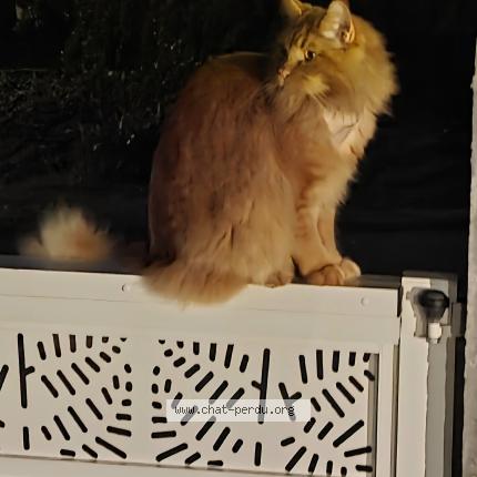 Photo 1/1 Gustave Chat lost in Palaiseau