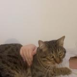 Picture of cat lost at Nimes