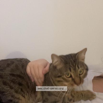 Photo 1/1 Simsim Chat lost in Nimes
