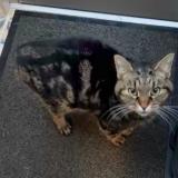 Picture of cat lost at Hirsingue