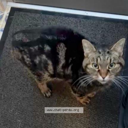 Photo 1/1 Chipie Chat lost in Hirsingue