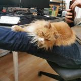 Picture of cat lost at Pessac